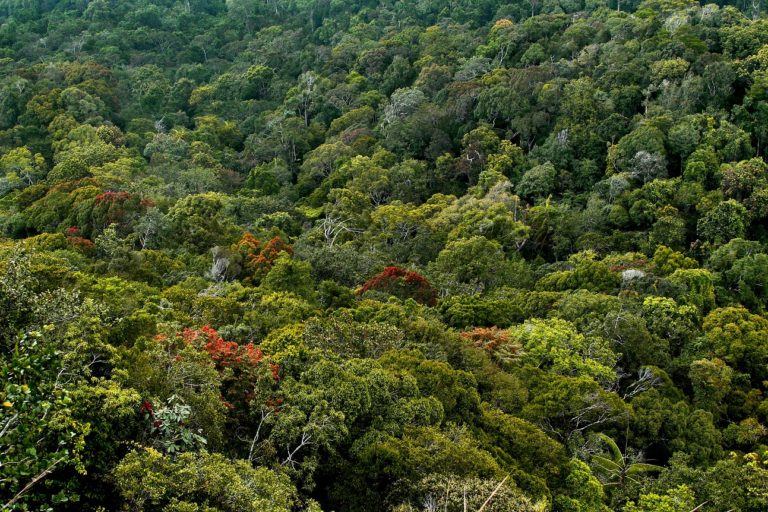 Sinharaja Forest